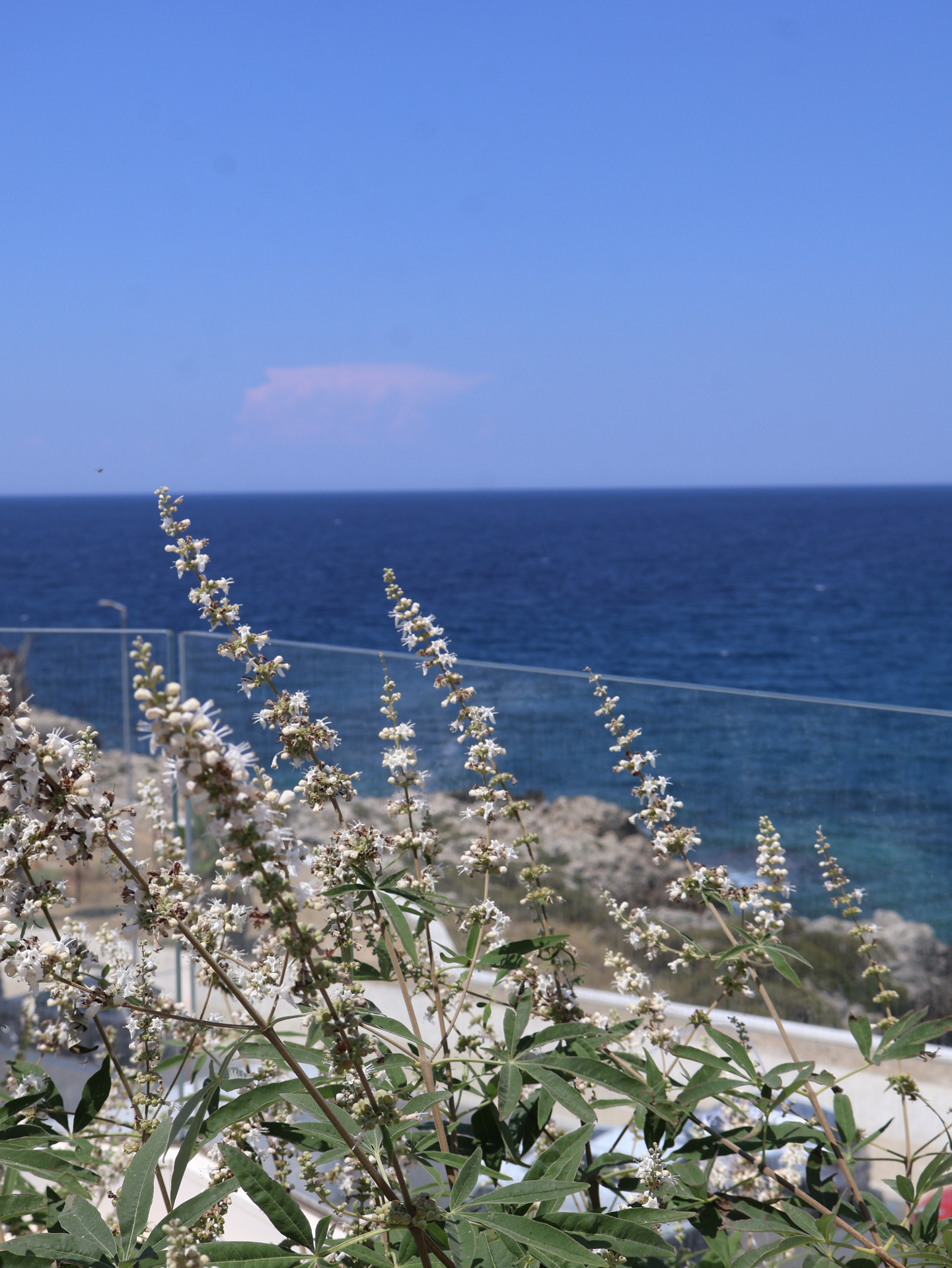 Sea view from the Corner House terrace with wild flowers in the foreground